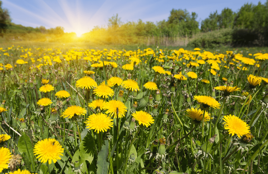 Dandelion soap recipe