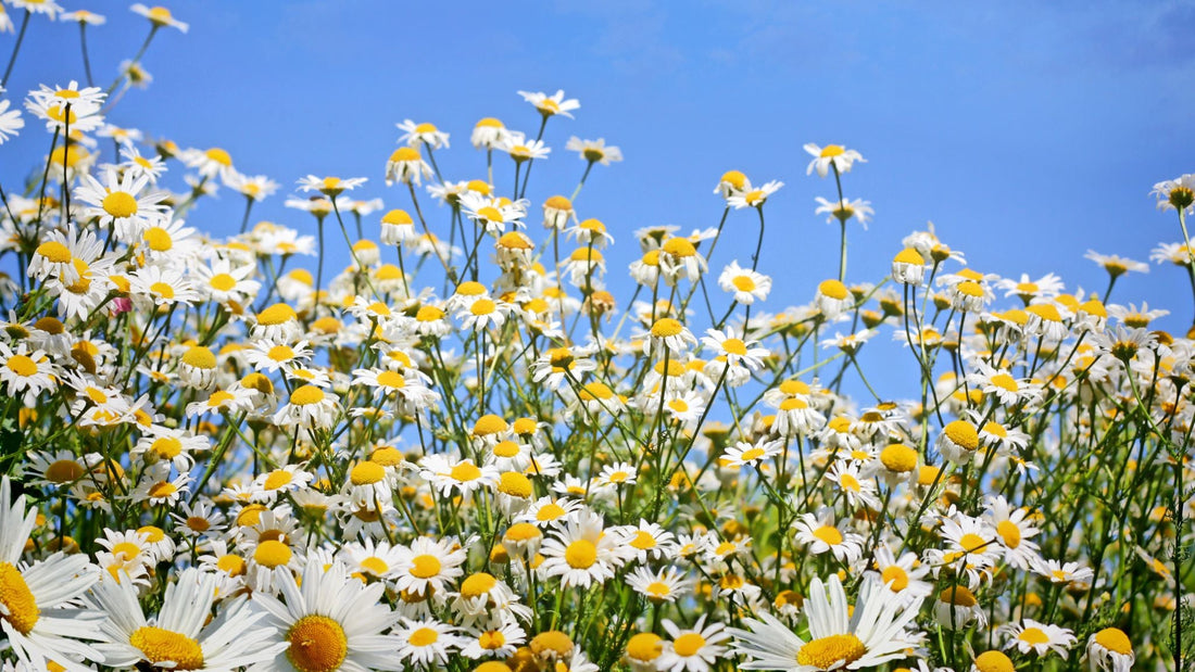 Best Essential Oils For Spring