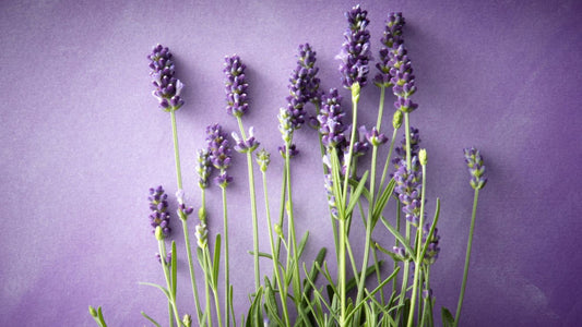 Lavender oil for hair benefits