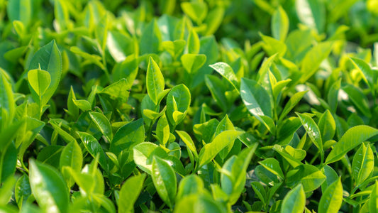 Tea tree melt and pour soap recipe