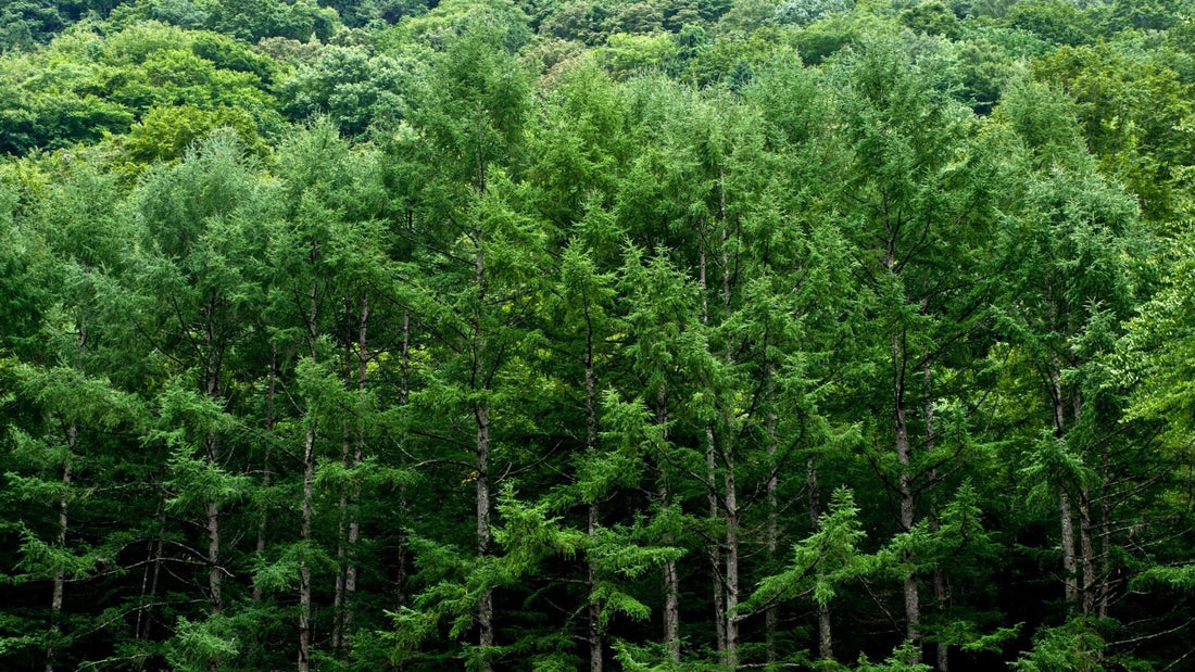 Cedarwood oil for hair loss, does it work?