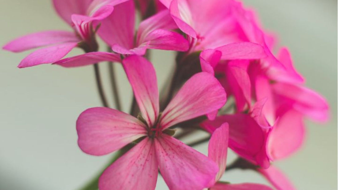 How Rose Geranium Oil Is Helping Kenyan Farmers Out of Poverty